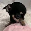 vhhgnaucte