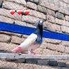 harnolipigeonclub