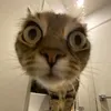 kangkillq