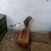 user25117028729714