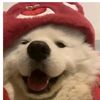 im.literally.sawako