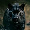 ziyad.ramu1