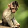 monkeyUS 🐒