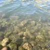 defonotmia20