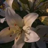 ettadealmeida