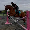melissaequine