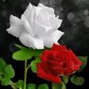user40877017079108