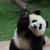 relchfeng