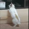 elvimdzdi0n
