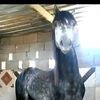 zead.alabede