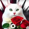 catracho2761