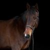 iea.shows2