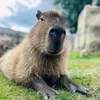 capybara_raro