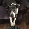 blueponie60