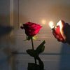 anis.nadan65