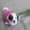brithany.pucuji