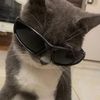 kucing_2232