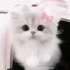 penguinxinh_