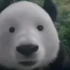 snowyz_b2