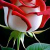 naimat.ullah764
