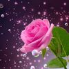 🌸جوري🇸🇦🌸