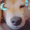 mameseoyw9r