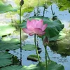 tran.oanh96
