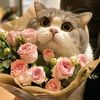 lunas.cat.and.dog