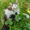 kucing.barbarian