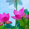 thanh.nh5932
