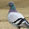 chikenbird