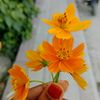 tithi.akhtar6