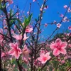 tuanhanh373