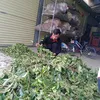 luongy_trieuductruong