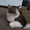 ibiilw