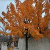 haydar..zbek