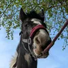 kaza.equestrian