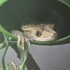 gekcoh7