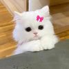 manoona_22