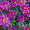 nafiye.erdal