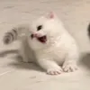 onri_ddeonnu143