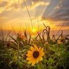 elvan_guvercin10