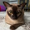 burmese.cat