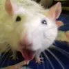 ratticuscatticusbatticus