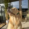 suissgoldens