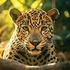 thezooplanet