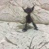 dreamcore_really