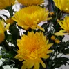 phung.huong97