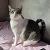 pip0c404