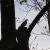 piegon.spotting..hungary